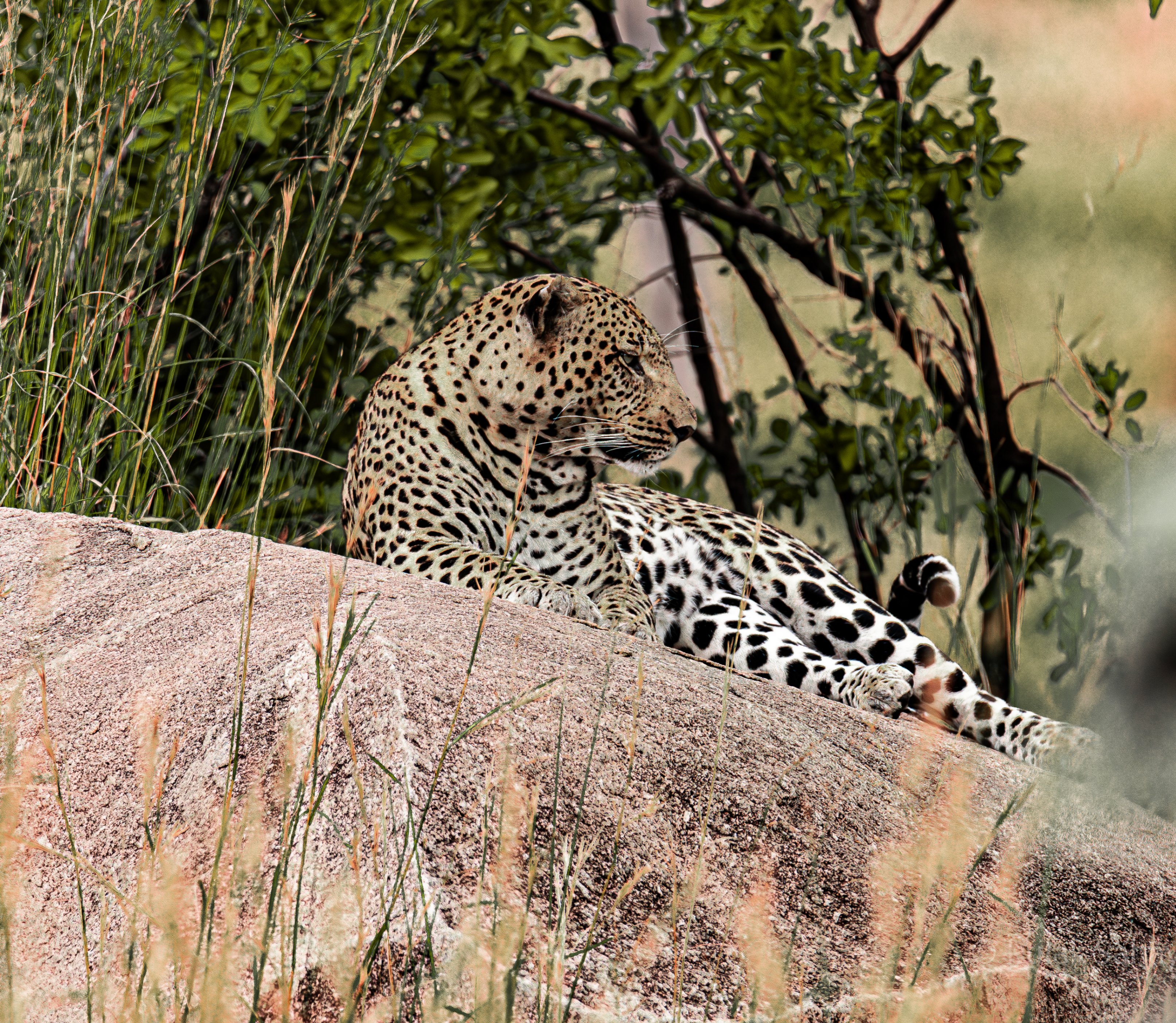 Leopard reclining on rock